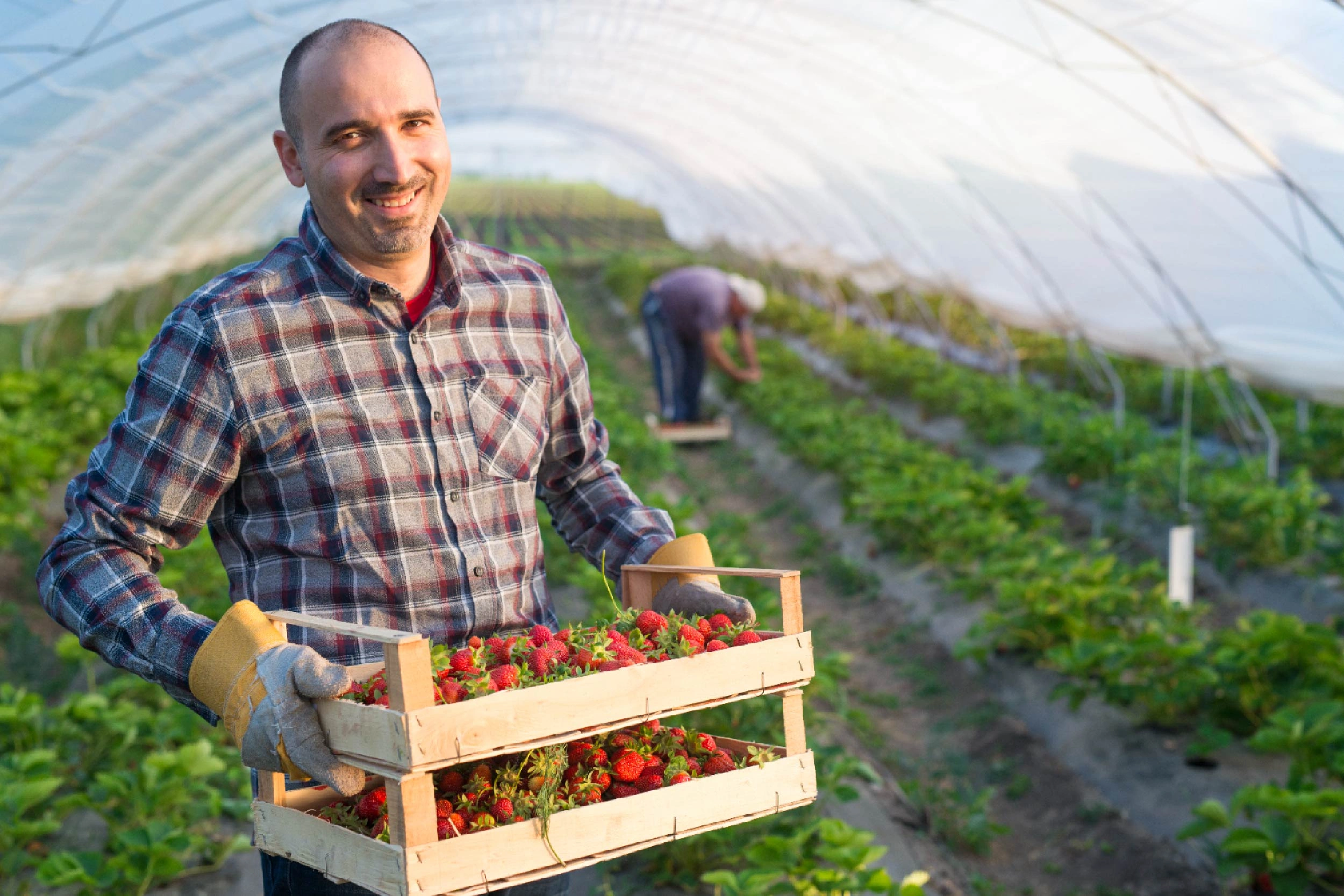 Operatore Agricolo delle Produzioni Vegetali - Reskilling